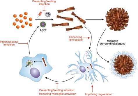 Amyloid beta .